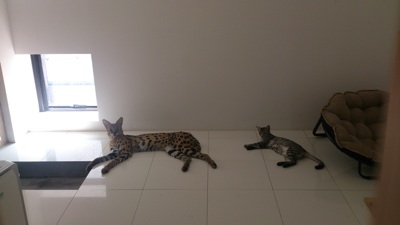 サーバルキャットが逃走　見つけても捕獲しようとしないで　静岡市が注意呼びかけ