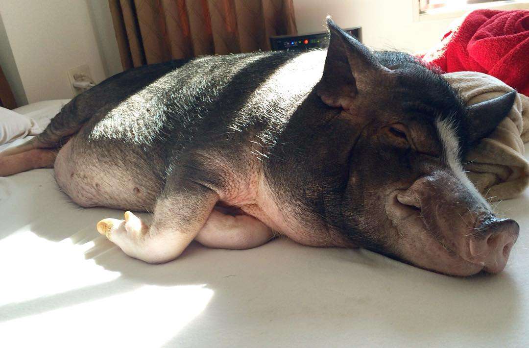 色々なミニブタの画像が見たい