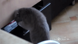 やらかしちゃった動物たち