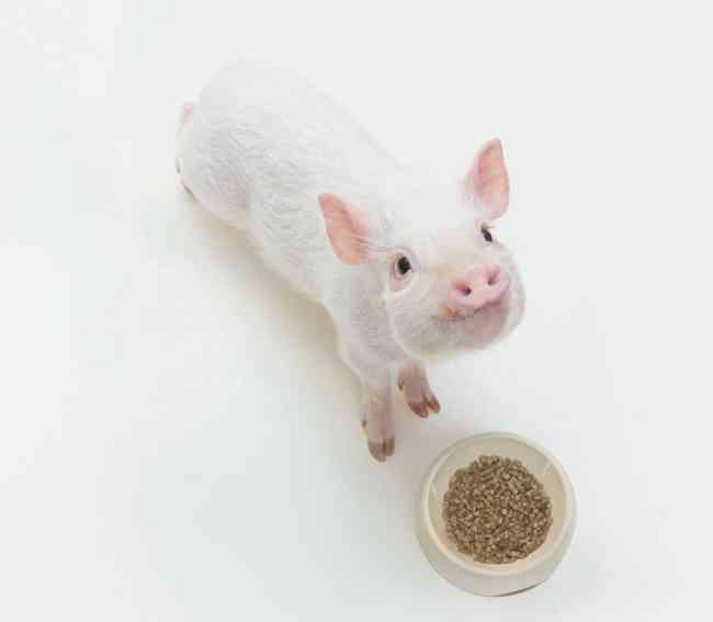 色々なミニブタの画像が見たい