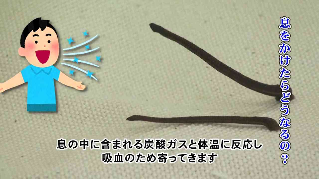 小田急・秦野駅でヤマビル大量発生 登山客の「お持ち帰り」で繁殖?注意喚起ツイートに反響