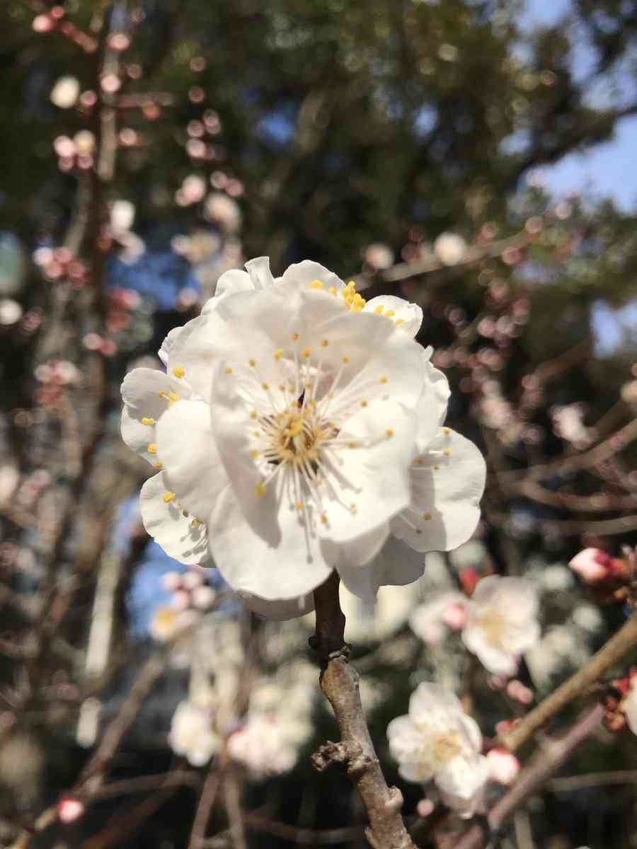 好きな芸能人や推しの恋愛、結婚についてどう感じますか？