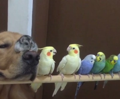 ハムスターと一緒の動物たち