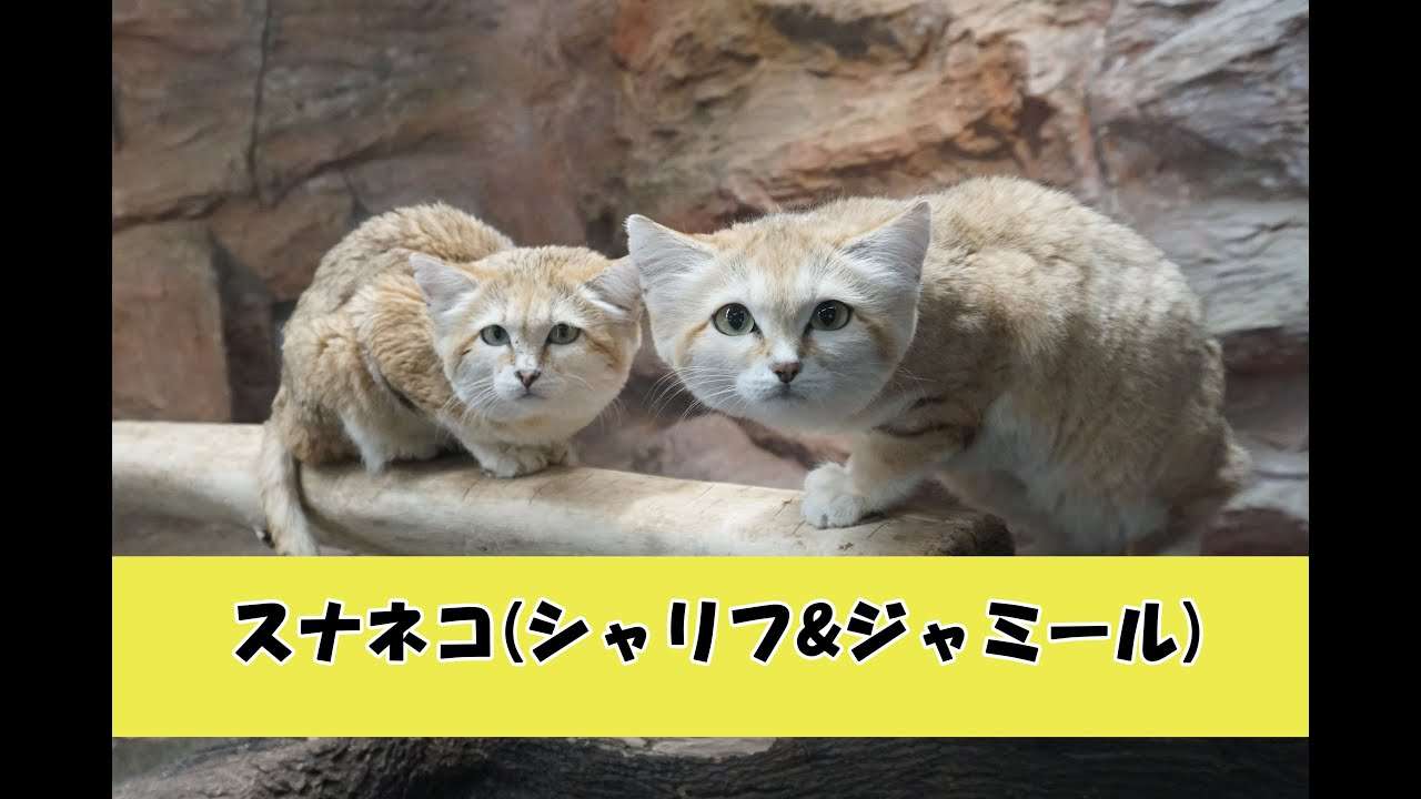 那須どうぶつ王国 スナネコ　シャリフ&ジャミール - YouTube