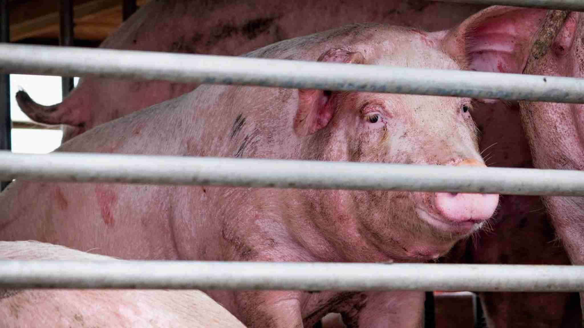 インフルエンザの新型、中国で発見　「世界的流行も」と科学者