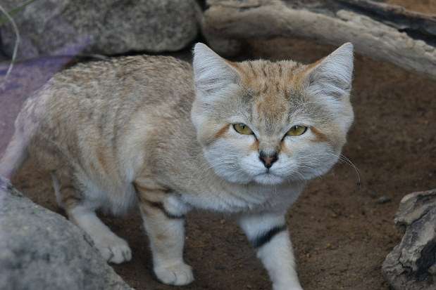 スナネコの赤ちゃんが成長…「那須どうぶつ王国」で名前公募