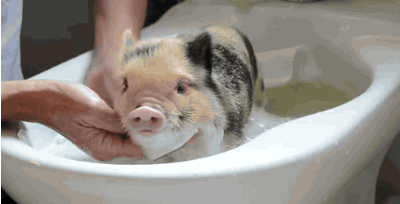 色々なミニブタの画像が見たい