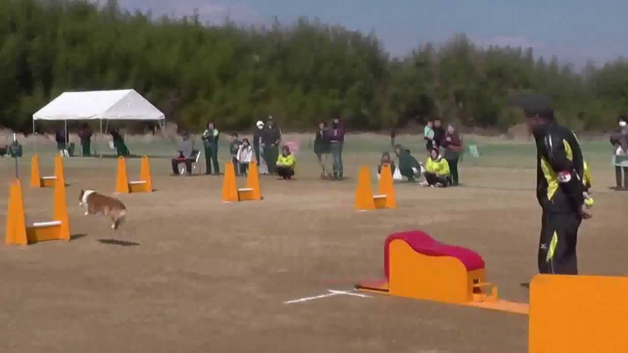 フライボール個人・コーギー 2 - YouTube