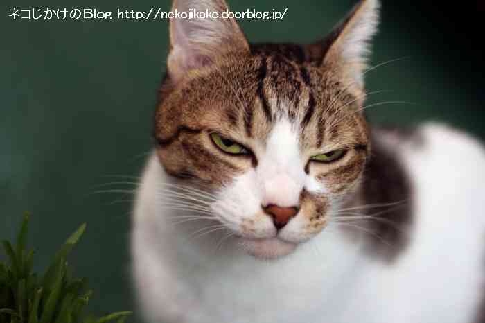 マフィアのドンにしか見えないu2026 とあるネコの写真が話題  ガールズ 