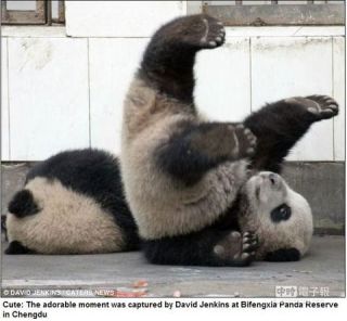 運動神経鈍そうな動物