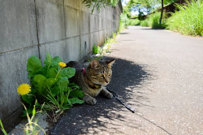 夏バテしてますか？
