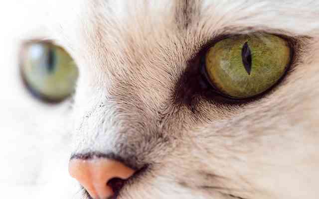 「大型犬はいるのに、なんで大型猫はいないの？」 大学助教授の回答に「なるほど！」  –  grape [グレイプ]