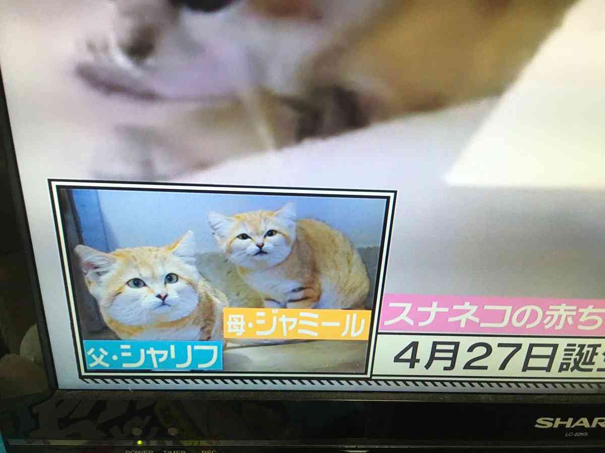 スナネコの赤ちゃんが成長…「那須どうぶつ王国」で名前公募