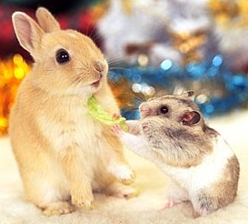 ハムスターと一緒の動物たち