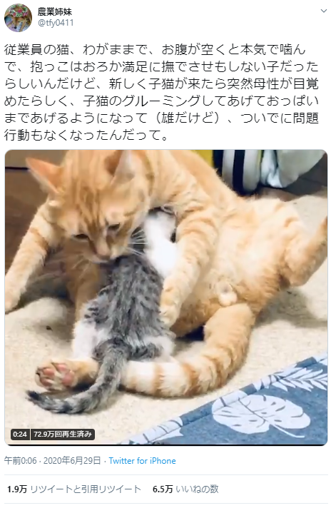 わがままでお腹が空いたら本気噛み！撫でNG！だった雄猫さんが子猫さん 