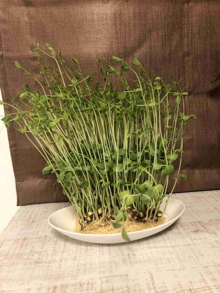 好きな芸能人や推しの恋愛、結婚についてどう感じますか？