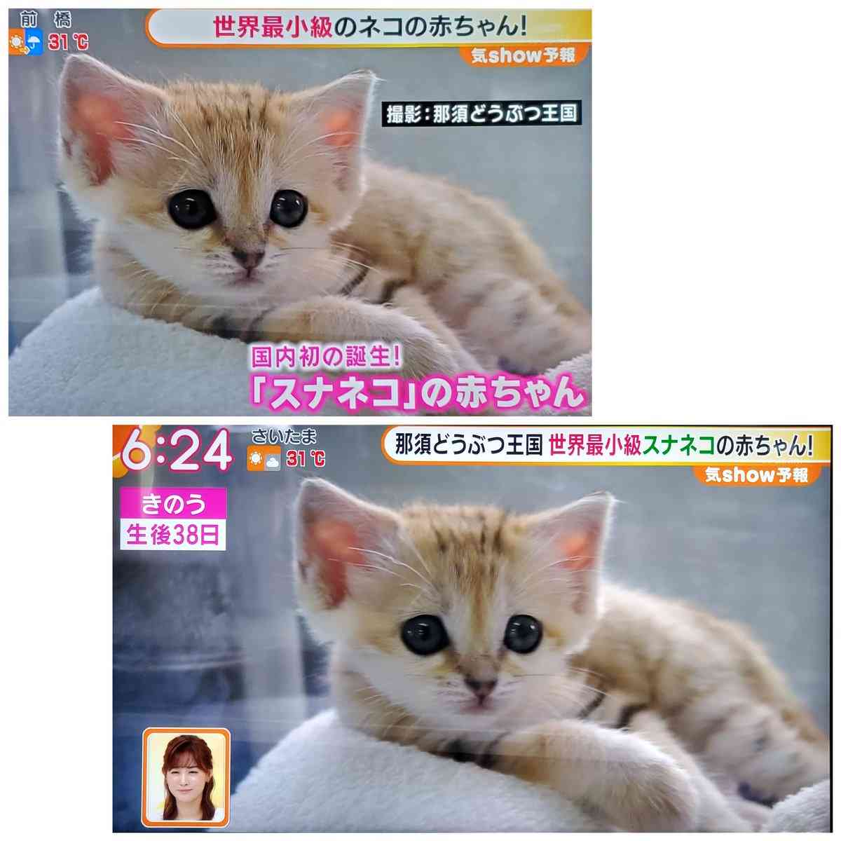スナネコの赤ちゃんが成長…「那須どうぶつ王国」で名前公募
