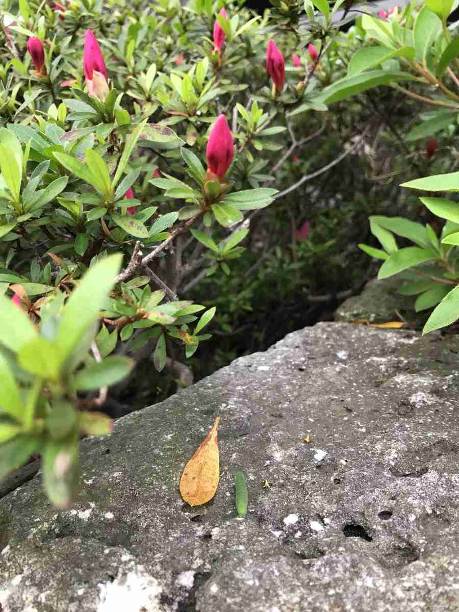 好きな芸能人や推しの恋愛、結婚についてどう感じますか？