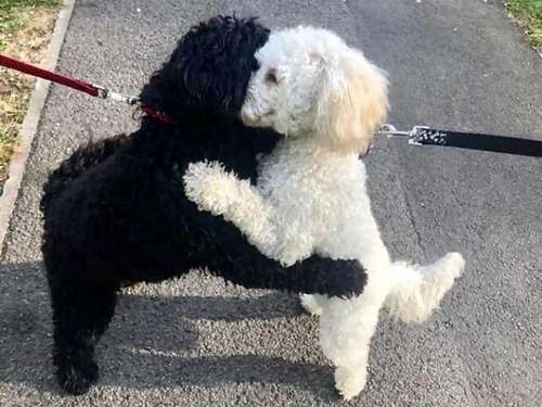 「散歩中の犬たちが抱き合って離れようとしない…」子犬の頃に生き別れた兄妹だった:らばQ