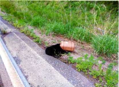 子グマがふらふら高速道路へ　頭にはポリタンクすっぽり：朝日新聞デジタル