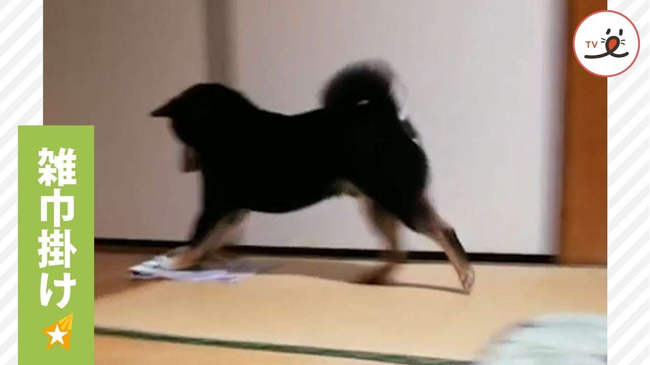 お掃除隊長の黒柴くん✨ 雑巾掛けならお任せくださ〜い?【PECO TV】 - YouTube
