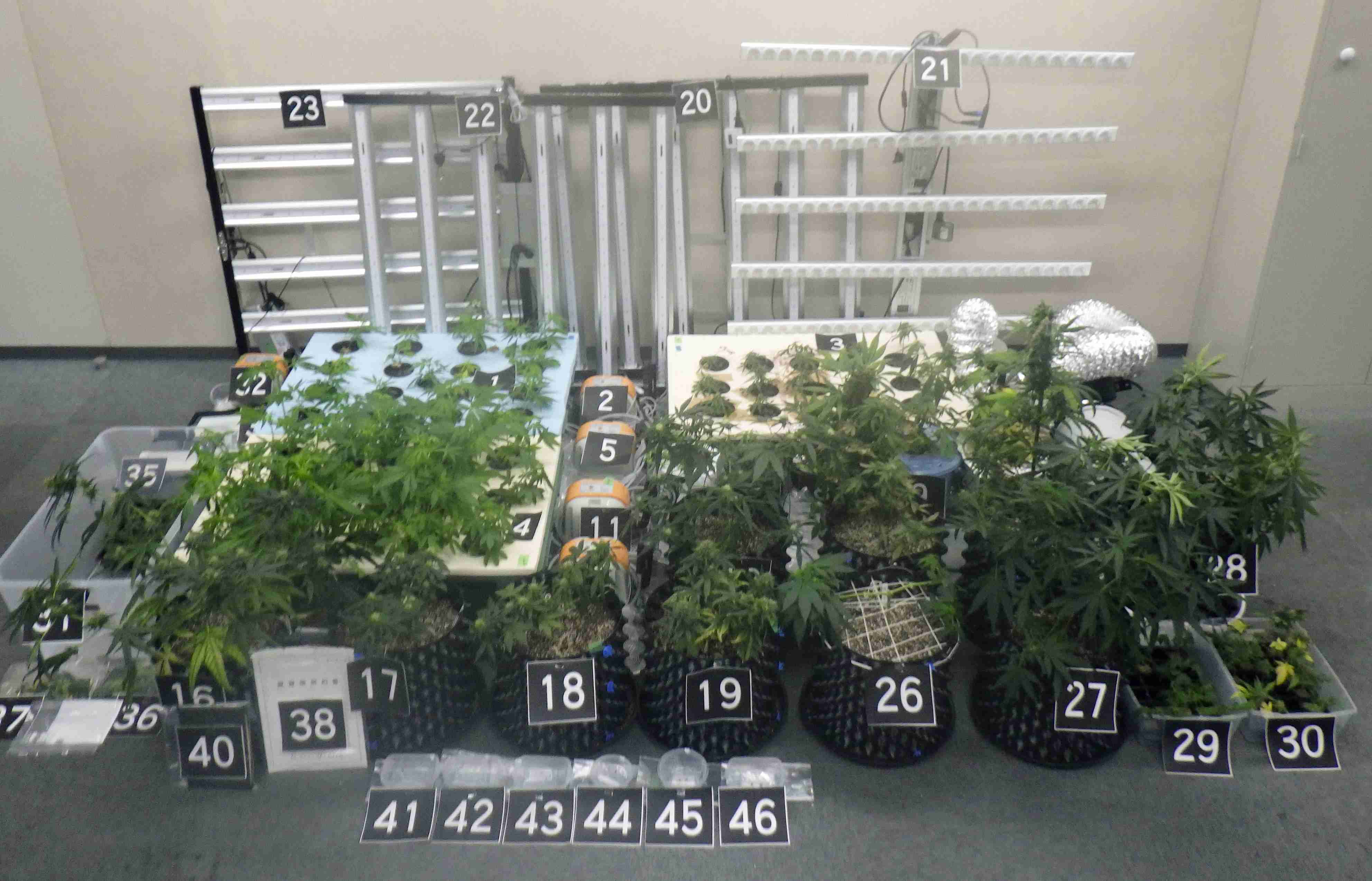 一戸建てで大麻栽培容疑、京都 20代の男2人を再逮捕