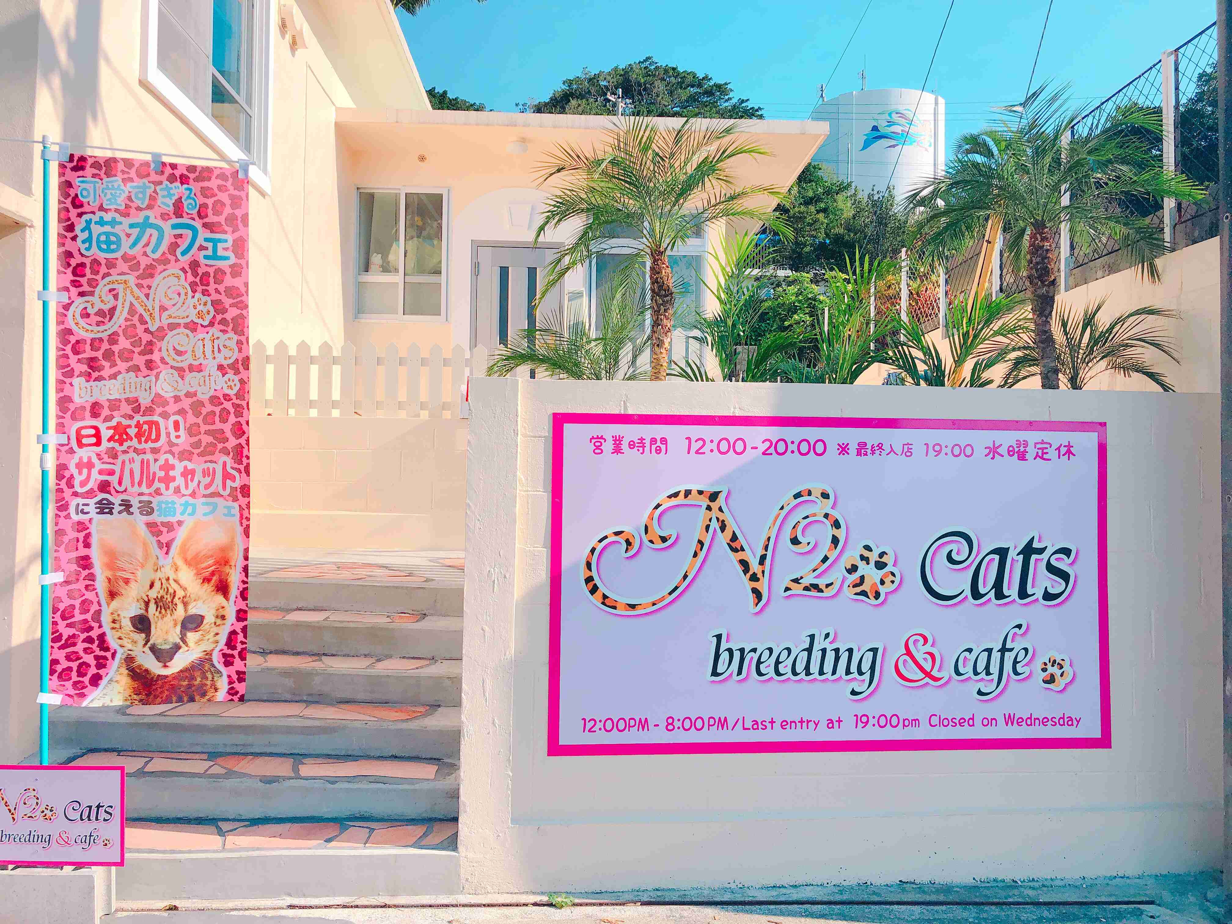 日本初！サーバルキャットに会える猫カフェ N2 cats – サーバルキャット、ベンガル、エジプシャンマウ、メインクーン、シャム、チンチラ、マンチカン、ソマリ、ロシアンブルー、スコティッシュフォールド、アメリカンショートヘア etc…個性豊かな猫たちに会える猫カフェ