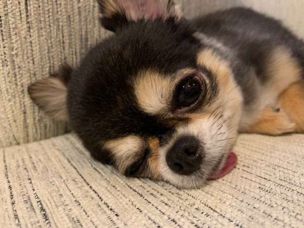 西内まりやが愛犬専用のインスタグラムを開設　「少しでもみなさまの癒しに…」