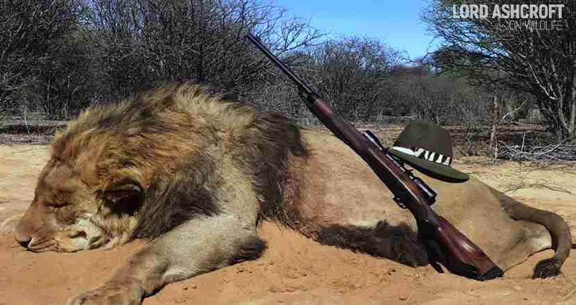 南アフリカで1万2000頭のライオンが、観光客の射撃目的で飼育。潜入捜査のイギリス人が衝撃告白｜FINDERS