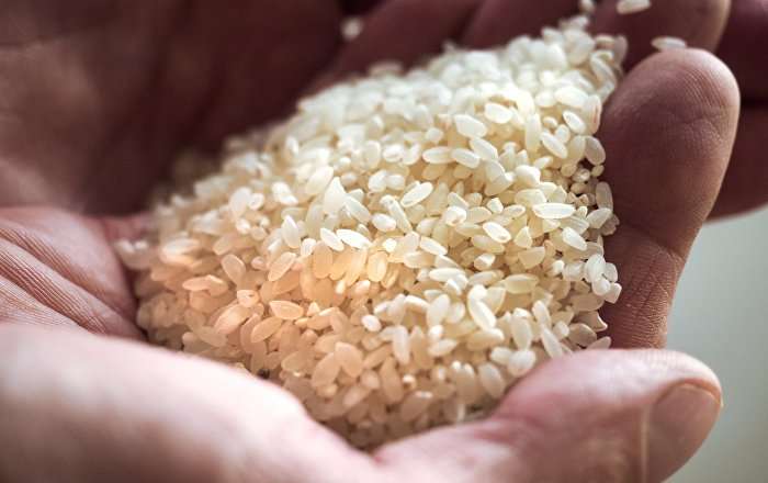 コメは肥満予防の鍵か＝日本の研究チーム - Sputnik 日本