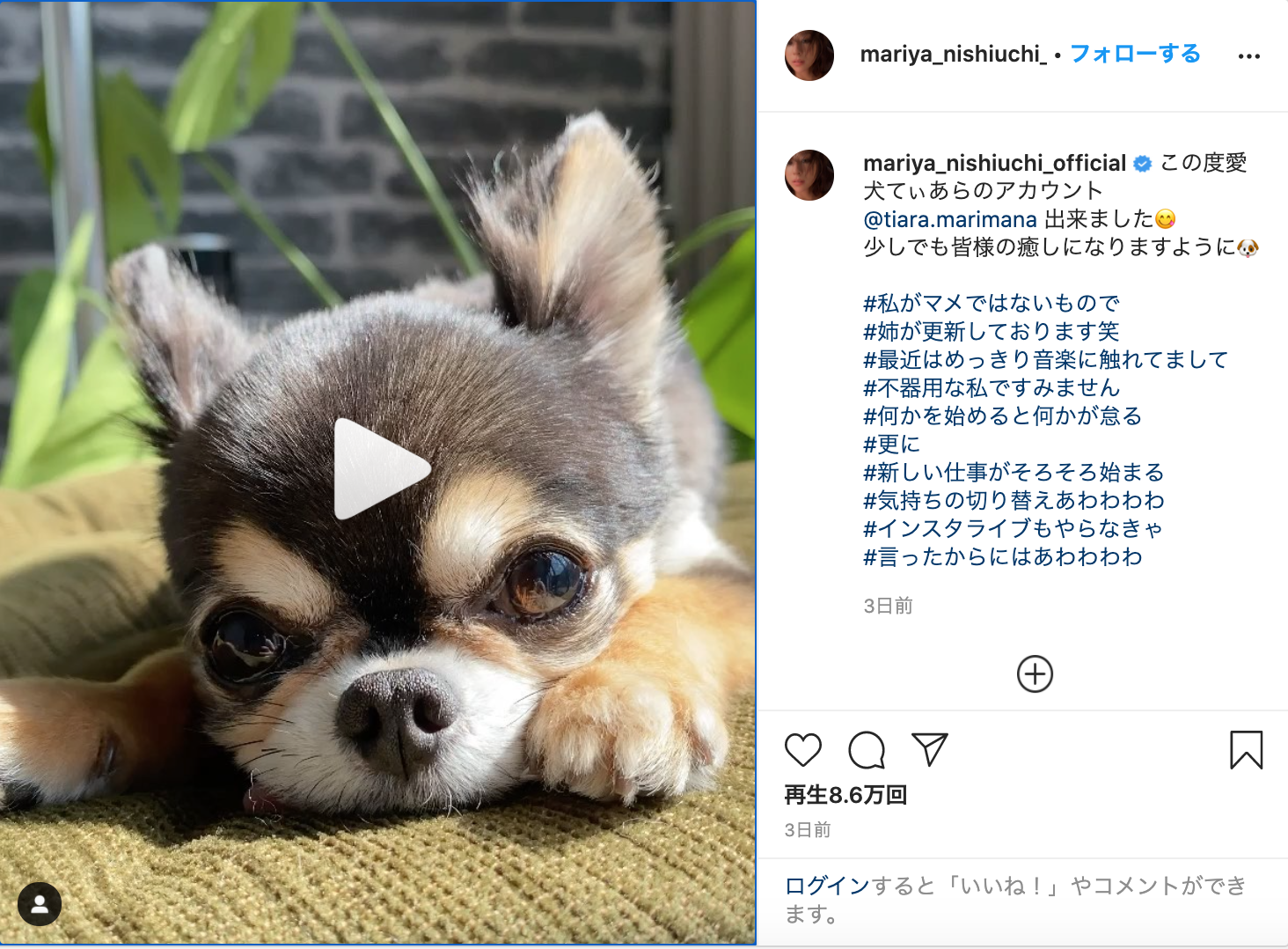 西内まりやが愛犬専用のインスタグラムを開設　「少しでもみなさまの癒しに…」