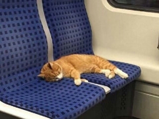 可愛い画像選手権