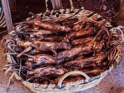 Rats at food markets and restaurants found to carry several strains of coronavirus