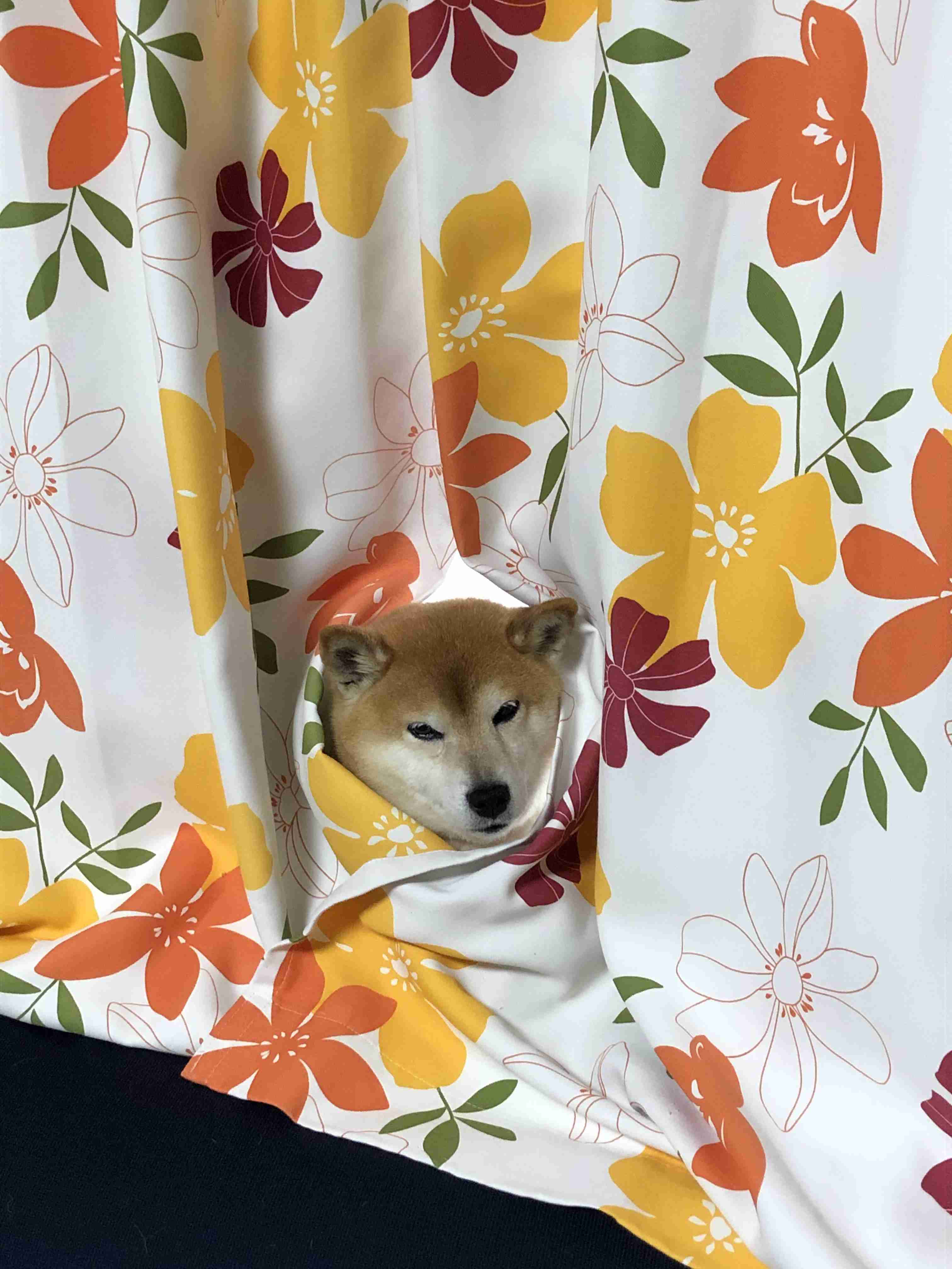 (身バレしない程度に)お宅のわんちゃん見せてください!Part2