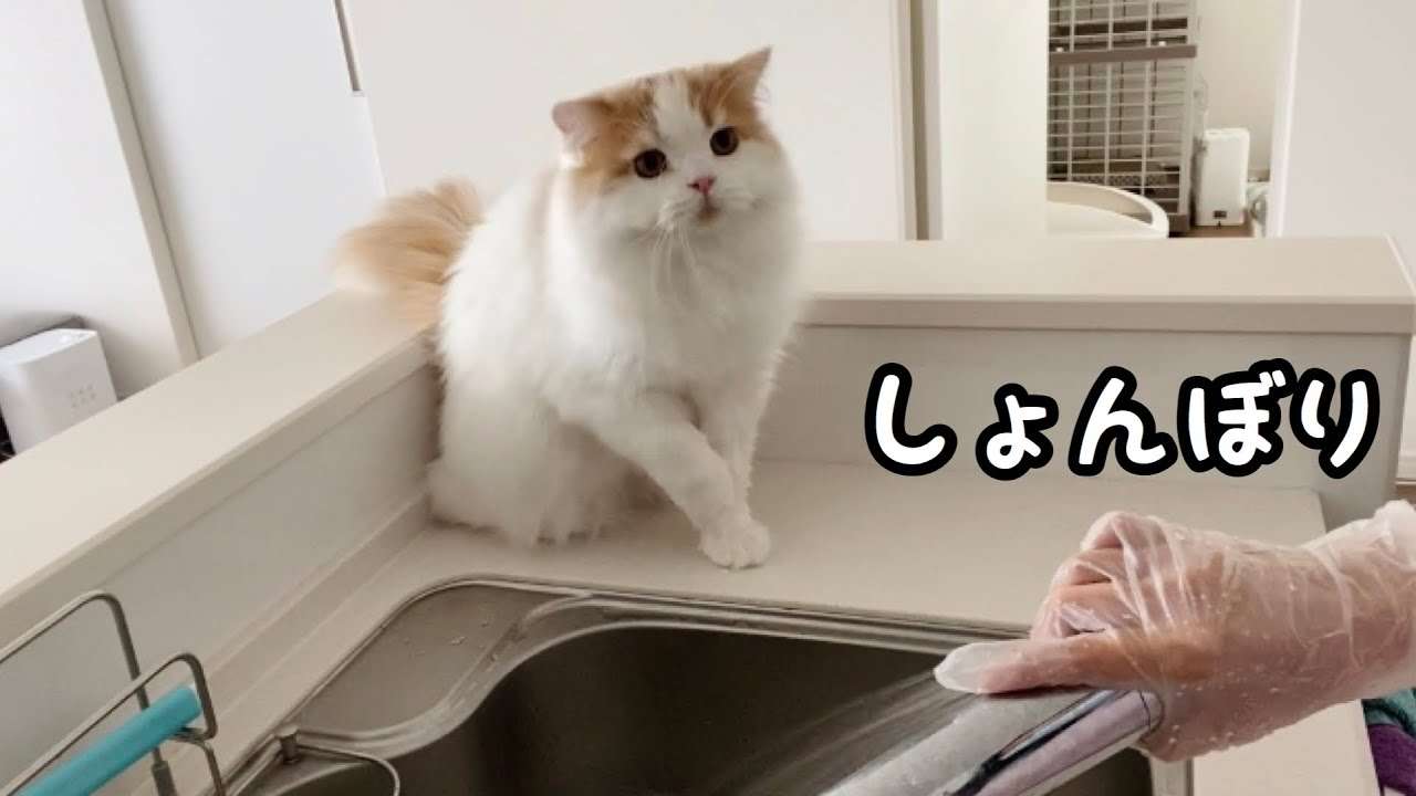 自らシャワーを浴びてしょんぼりしちゃった猫が可愛いww - YouTube