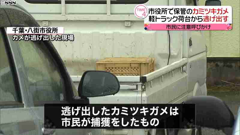 市役所で保管の「カミツキガメ」…逃げ出す｜日テレNEWS24