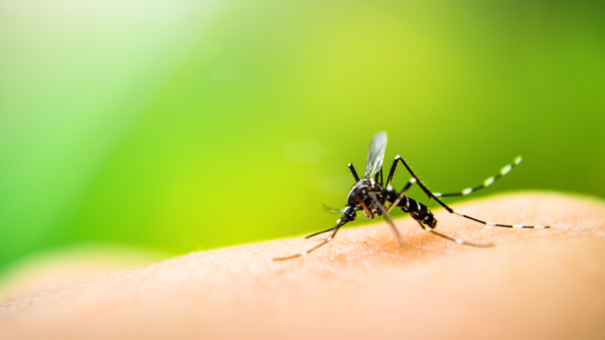 遺伝子操作でメスの蚊をオスに変えることに成功！　もう蚊に刺される心配はしなくてOK？ | ナゾロジー