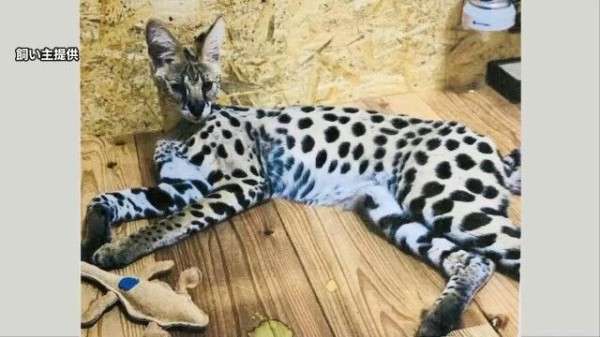 逃走17日目　不明のサーバルキャット「うつぼ」を発見･捕獲　静岡市