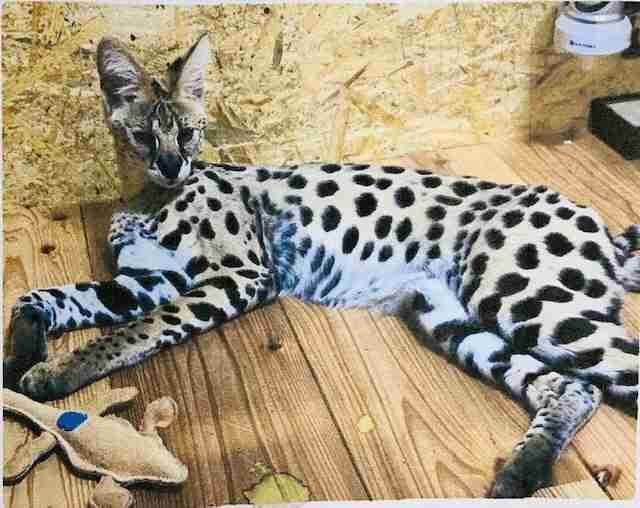 サーバルキャットが逃走　見つけても捕獲しようとしないで　静岡市が注意呼びかけ