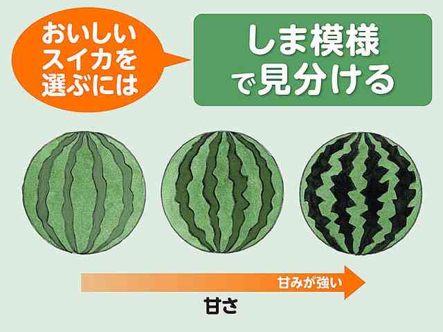 イナズマ模様が甘い証拠!?　おいしいスイカの見分け方