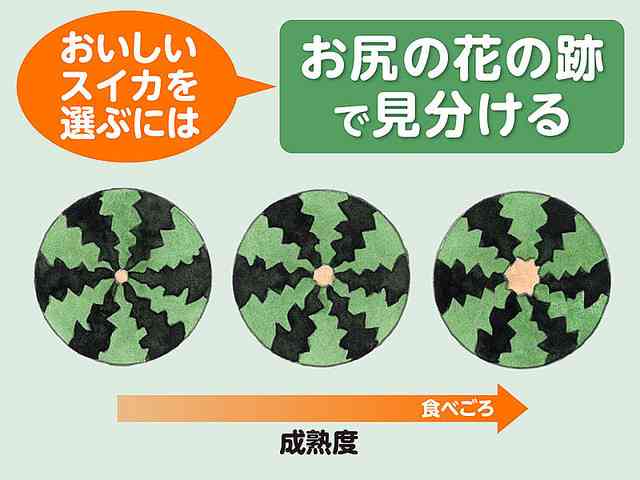 イナズマ模様が甘い証拠!?　おいしいスイカの見分け方
