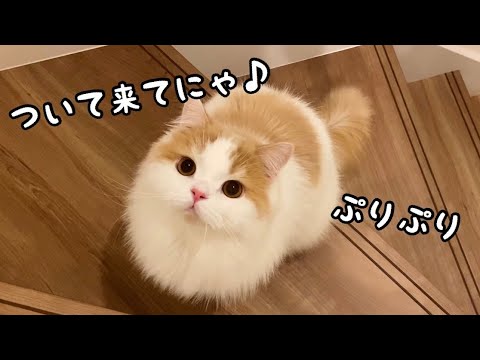 尻尾とお尻をぷりぷりさせながら飼い主を呼ぶ猫が可愛い！ - YouTube