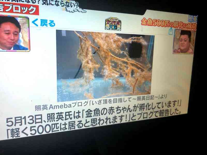 金魚業界もコロナで苦況 1匹数万円の高級金魚は売れるのに・・・ そのわけは「祭りの中止」