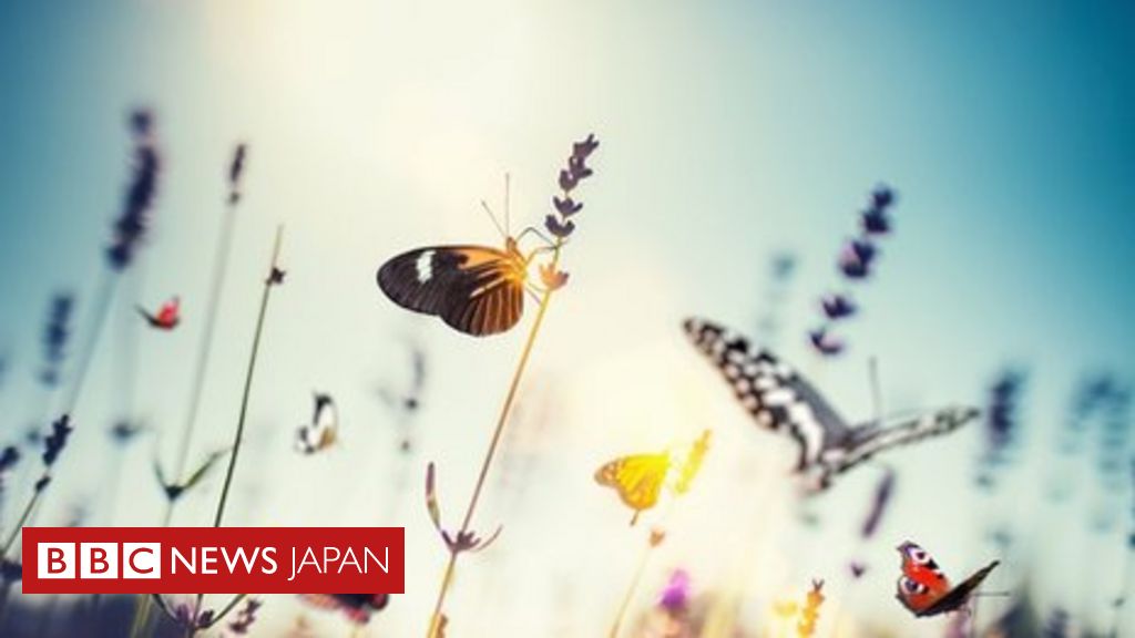 世界各地で昆虫が減少、害虫は増加傾向に＝研究 - BBCニュース