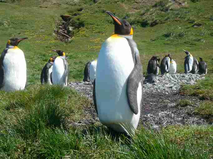 ペンギンのフンから発生する笑気ガスを吸って研究者がイカれてしまうという事案が発生