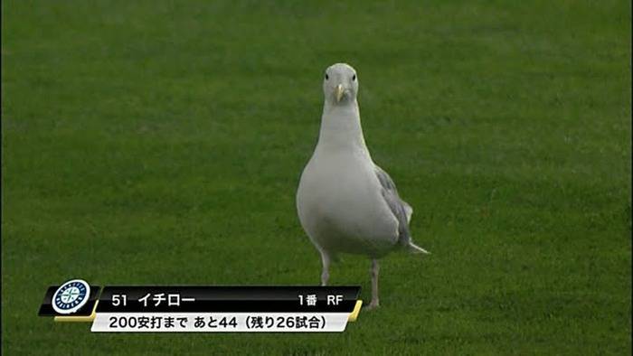 あつまれ福岡ソフトバンクホークスファン