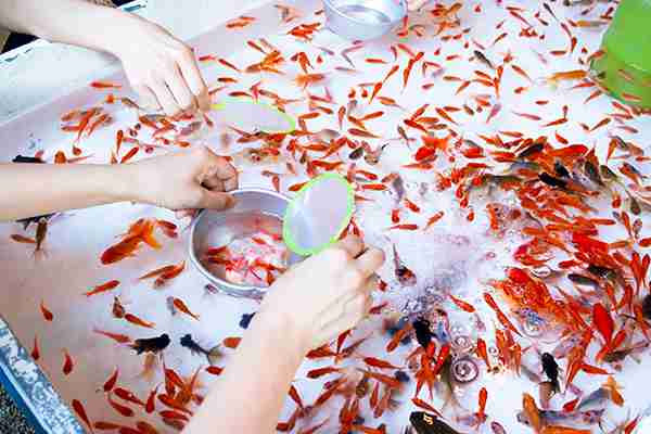 金魚業界もコロナで苦況 1匹数万円の高級金魚は売れるのに・・・ そのわけは「祭りの中止」