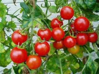 ミニトマトが大量です🍅