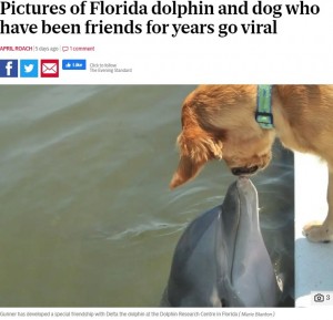 6年前からずっと仲良しの犬とイルカ、種族を超えた友情が美しい（米）
