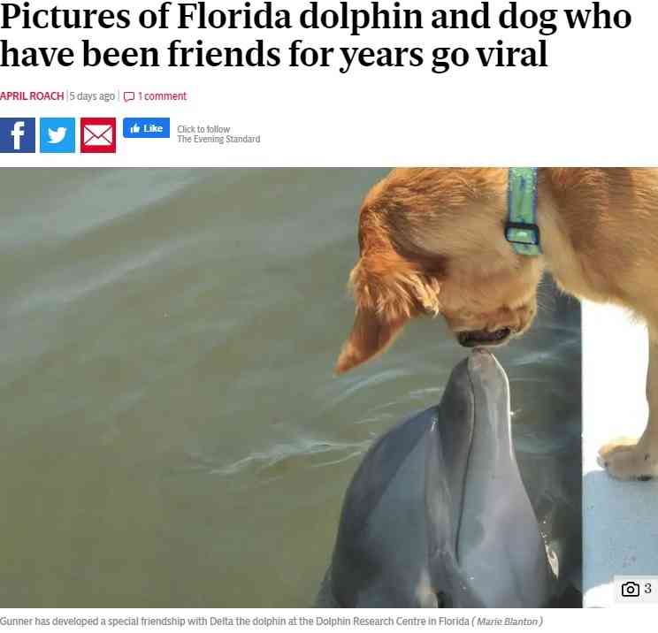 【海外発！Breaking News】6年前からずっと仲良しの犬とイルカ、種族を超えた友情が美しい（米） | Techinsight（テックインサイト）|海外セレブ、国内エンタメのオンリーワンをお届けするニュースサイト